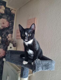 Kater 18 Wochen Alt - Hemer Zentrum