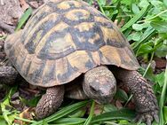 2 männliche Griechische Landschildkröten (NZ 2007) - Kippenheim