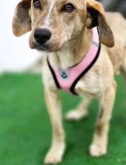 PINO - durch+durch ein hübsches Kerlchen - Overath