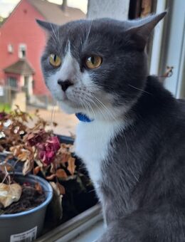 Britischkurzhaar Kater - Saarlouis
