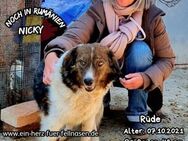 NICKY - geht mit dir durch dick und dünn - Waakirchen