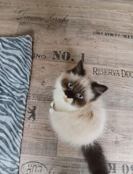 3 Wunderschöne Kitten(Kater) - Niddatal Zentrum