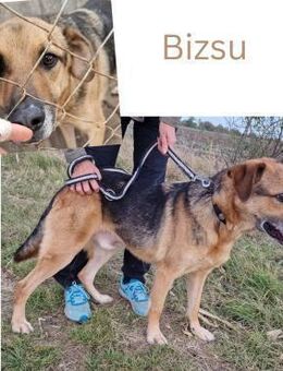 BIZSU - Wendelstein