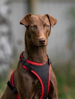 Liebenswerter Tommy sucht sein Zuhause - Duisburg