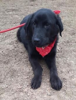 Raffi - knuffiger Labrador-Mix - Kissing