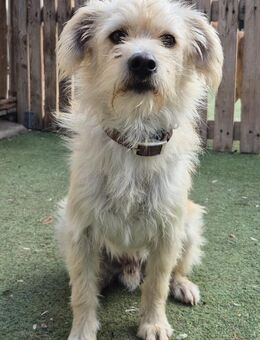 BOLT - unser Sensibelchen 🌟 - Neudenau