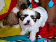 Shih Tzu Mädchen Maui/ RESERVIERT - Seeland Gatersleben