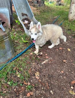 Tellus Siberian, Malamutes sucht als letzter sein Traumzuhause - Seßlach