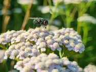 Schafgarbe (Achillea millefolium) - Horgenzell