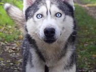 Husky Hündin Cher - Velbert