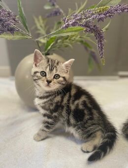 Bezaubernde bkh Kitten black silver tabby classic mit Papiere, absolut exklusiv - Bad Staffelstein