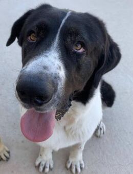 Leonidas wer schenkt ihm ein Zuhause? - Laatzen