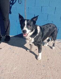 Pinki - sehr liebe Seniorin - Haar