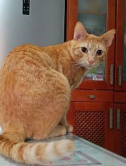 Oliver aus dem Tierschutz - Grevenbroich