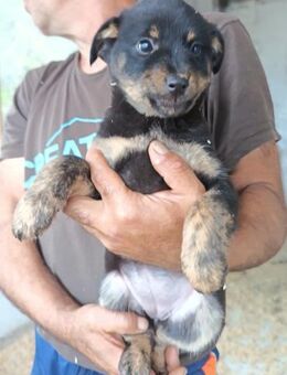 Liebe Babsi 💗 kleine, süße Schmusemaus! - Hamburg