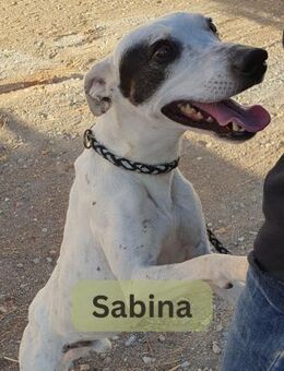 SABINA, m., kastr., Bodeguero-Mix, 48 cm - Sipplingen