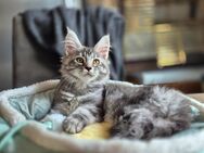Maine Coon Kitten - Osnabrück