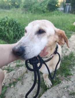 Zsömi, ruhiger Senior, ca. 15 Jahre - Vaterstetten