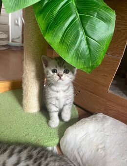 Zauberhafte Bkh kitten suchen Zuhause - Hartha