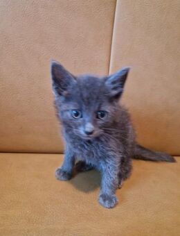 Schüchtener Bruno - Rambin