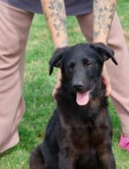 Patt sucht sein Für-Immer-Zuhause - München