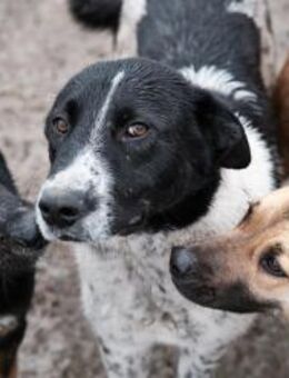 Manu aus dem Kanal - Steinhagen (Nordrhein-Westfalen)