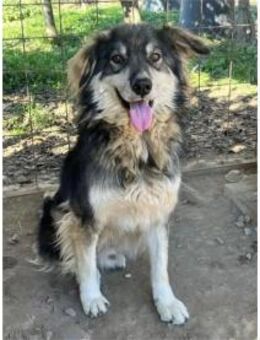 Sky - Pflegestelle oder Zuhause gesucht! - Oberwies