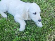 Golden Retriever welpen - Nagel
