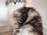 3 zuckersüße Maine Coon Kitten sind noch auf der Suche nach ihrem Zuhause auf Lebenszeit - Dingolfing