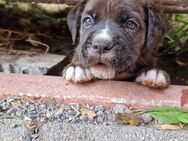 Cane Corso Welpen abgabebereit - Bielefeld Ummeln