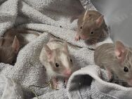 Vier wunderschöne Degumädchen suchen ihr Zuhause - Poppenhausen