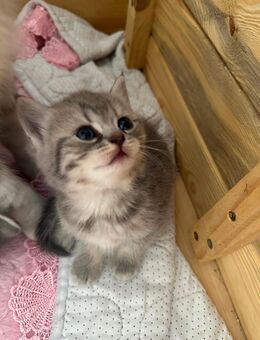 Bkh Katze kitten - Rheine Zentrum