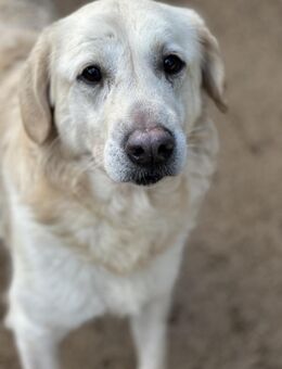 PINKO - die liebsten Augen der Welt - Dänischenhagen
