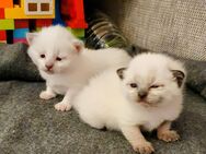 zwei Siam Kitten, 2 Mädels, Maikätzchen, w, Siamkatzen, Katzenbaby - Schneverdingen