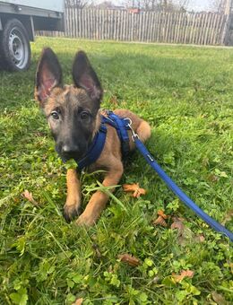 Malinois Welpe Rüde ca. 3 Monate alt - Grattersdorf