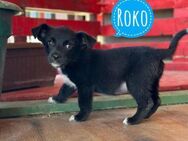 Roko ein kleiner Engelchen - Flörsheim-Dalsheim