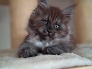 Maine Coon Kitten Kätzin - Saaldorf-Surheim