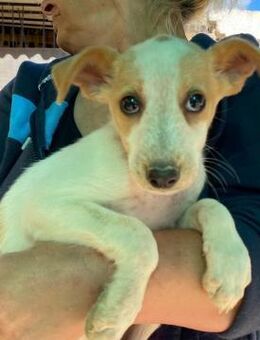 Orietta - Bad Vilbel