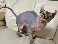 Deckkater Sphynx Elf - Würzburg