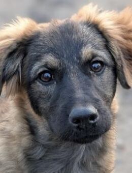 Ayla - sanftes, sensibles Welpenmädchen - Hamburg