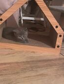 Verkuschelter BKH Kitten-Kater bald auszugsbereit in 14776
