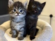 Türkisch Angora Kitten - Lohmar