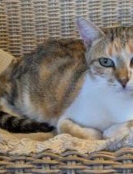 Glückskätzchen sucht Zuhause mit Kumpeln - Bochum