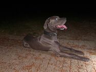 Liebevolle Deutsche Dogge sucht ein neues Zuhause - Mülheim (Ruhr)