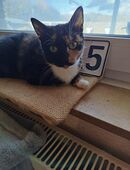 Einzigartige, eher kleine Glückskatze (mehrfarbig) ❤️❤️❤️ in 46354