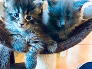 Reinrassige Maine Coon Kitten - Langenweißbach
