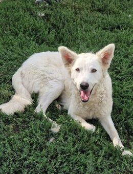 Zuhause gesucht: CLAUDIA (w) aus Italien - Büdingen