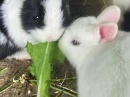 Zwergkaninchen Babys, 6 Wochen alt - Heiningen (Baden-Württemberg)