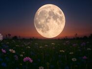Moonlight Spezial - Warburg (Hansestadt) Warburg