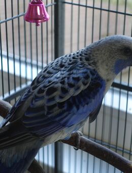 Pennantsittich Vogel Hahn in blau Sittich - Wittmund